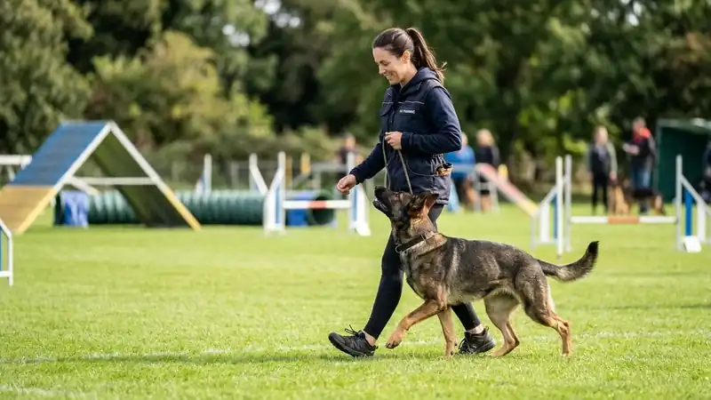 German Shepherd training session